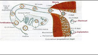 Germinal stage of developmental anatomy [upl. by Ylicec608]