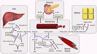 Physiology of Insulin and Glucagon [upl. by Puri]