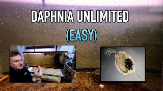 How I Raise Daphnia Water Fleas And You Can Too [upl. by Carlo371]