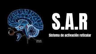 Neuroanatomía ¿Qué es el Sistema activador reticular ascendente SARA EXPLICACIÓN [upl. by Booze53]