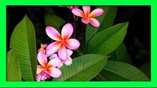 How To Grow Frangipani From Cuttings  Frangipani Plumeria Propagation [upl. by Laoj]