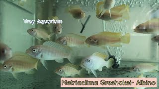 Metriaclima Greshakei  Albino [upl. by Shina]