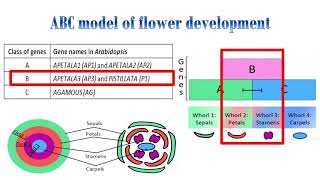 ABC model for flower developmentArabidopsis thaliana [upl. by Siuqram]