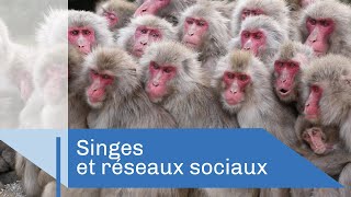 Refuge pour les singes orphelins [upl. by Adnal19]