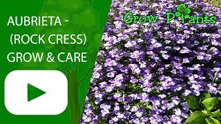 Aubrieta  How to grow Rock cress [upl. by Dranyar]