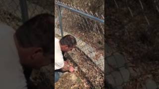 Tip how to install hog rings on a chain link fence [upl. by Enitsahc]