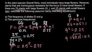 How to find genotype and allele frequency [upl. by Eimarrej488]