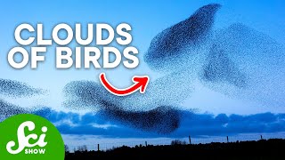 The Mysterious Black Clouds of Birds Murmurations Explained [upl. by Worlock49]