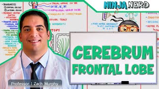 Neurology  Cerebrum Frontal Lobe Anatomy amp Function [upl. by Aivizt]