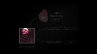 Embryologie Basics [upl. by Kruter]