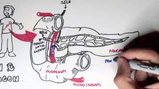 Insulin and Glucagon Overview [upl. by Deanne]