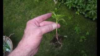 Transplanting Pachysandra [upl. by Yvette]