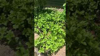 Using Pachysandra for ground cover and erosion control [upl. by Ronnie279]