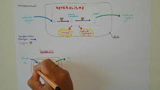 Les métabolismes [upl. by Nerat]