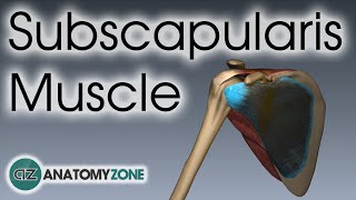 Subscapularis  Muscle Anatomy [upl. by Leamse]