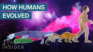 Incredible Animation Shows How Humans Evolved From Early Life [upl. by Ahsienyt811]