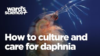 Caring and Culturing for Daphnia [upl. by Githens]