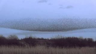 Starling Murmuration at Middleton Moor Derbyshire [upl. by Averell]