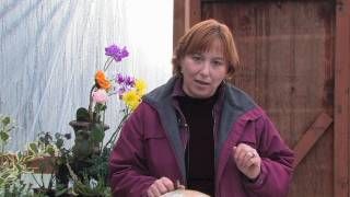 Gardening Tips amp Flowers  How to Grow Common Aubrieta Aubrieta Deltoidea [upl. by Wennerholn]