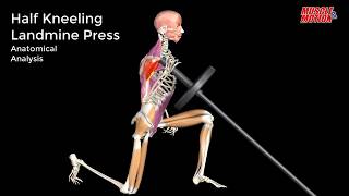 Half Kneeling Landmine Press  Watch all active muscles [upl. by Aiciram293]