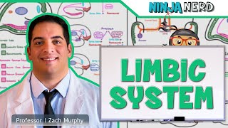 Neurology  Limbic System Anatomy amp Function [upl. by Rayle]