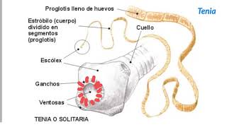 Invertebrados Tipos de gusanos  1ESO [upl. by Sholom39]