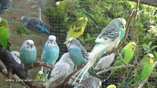 Budgerigars sounds  Parkieten geluiden  30 minutes of parakeet sounds [upl. by Alag]