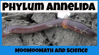 Phylum Annelida Characteristics [upl. by Anana]