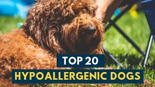 Hypoallergenic Dogs 20 Family Dogs That Don’t Shed [upl. by Fleda]