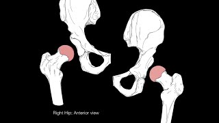 Hip joint structure and actions [upl. by Furgeson989]