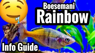 Boesemani Rainbow Fish Care [upl. by Helga705]