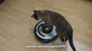 Cat shows HOW TO use iRobot Roomba Vacuum [upl. by Anirtak]