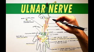 Ulnar Nerve  Anatomy Tutorial [upl. by Alyar632]