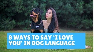 8 Ways to Say ‘I Love You’ in Dog Language [upl. by Jamilla636]