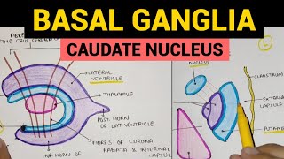 Basal Ganglia  1  Caudate Nucleus [upl. by Ernst458]