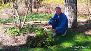 JW Pachysandra  Transplanting Pachysandra [upl. by Nemracledairam855]