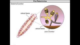 Platelmintos [upl. by Sakul]