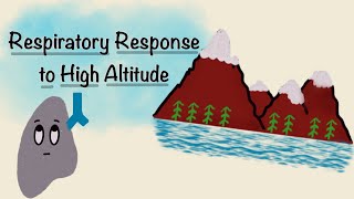 Respiratory Response To High Altitude  Acclimatization Physiology  Respiratory Physiology [upl. by Asiram641]