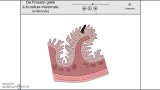 1ST2Sstructure de la muqueuse intestinale et absorption [upl. by Emarie]