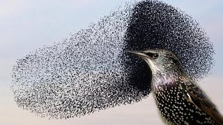 You wont believe this INCREDIBLE Starling murmuration [upl. by Wareing]