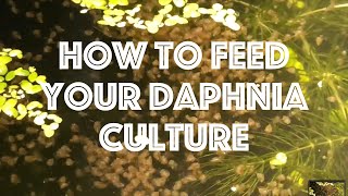 How To Feed Your Daphnia Culture [upl. by Ardnuhsor752]