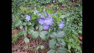 Transplanting Ground Cover [upl. by Dlaniger]