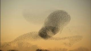 Starling murmuration [upl. by Talanta]