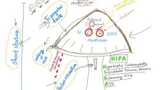 Noonan Syndrome  The Mushroom mnemonic [upl. by Molly]