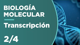 TRANSCRIPCIÓN  Biología Molecular 24 [upl. by Calendra]