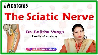 The Sciatic Nerve Anatomy  Origin Course Relations Branches Clinical application [upl. by Moor]