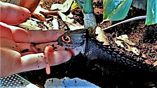 RedEyed Crocodile Skink Family FeedingTime [upl. by Einnij]