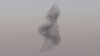 Starling murmuration Rare phenomenon in the skies above Israel [upl. by Coughlin]