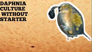 HOW TO CULTURE DAPHNIA NATURALLY WITHOUT A STARTER [upl. by Nawaj]