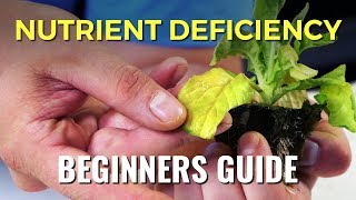 A Beginners Guide Nutrient Deficiency [upl. by Renmus]